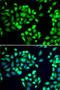 Small glutamine-rich tetratricopeptide repeat-containing protein alpha antibody, LS-C346349, Lifespan Biosciences, Immunofluorescence image 