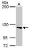 Presequence protease, mitochondrial antibody, PA5-31558, Invitrogen Antibodies, Western Blot image 