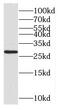 CutC Copper Transporter antibody, FNab02082, FineTest, Western Blot image 