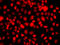 Nuclear Receptor Subfamily 2 Group E Member 1 antibody, 14-946, ProSci, Immunofluorescence image 