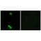 Ribosomal Protein L3 Like antibody, PA5-49961, Invitrogen Antibodies, Immunofluorescence image 