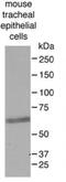 Forkhead Box J1 antibody, 14-9965-80, Invitrogen Antibodies, Western Blot image 