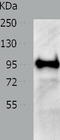 Valosin Containing Protein antibody, TA321800, Origene, Western Blot image 