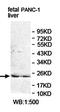 Isochorismatase Domain Containing 2 antibody, orb78051, Biorbyt, Western Blot image 