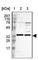 Solute Carrier Family 25 Member 21 antibody, HPA000662, Atlas Antibodies, Western Blot image 