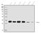 Steroid 5 Alpha-Reductase 1 antibody, A03464-2, Boster Biological Technology, Western Blot image 