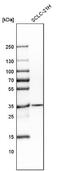 Cell Division Cycle Associated 5 antibody, NBP1-89530, Novus Biologicals, Western Blot image 
