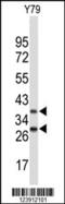 F-Box Protein 4 antibody, 63-878, ProSci, Western Blot image 