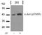 Jun Proto-Oncogene, AP-1 Transcription Factor Subunit antibody, 79-110, ProSci, Western Blot image 