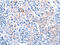 Acyl-CoA Dehydrogenase Family Member 11 antibody, CSB-PA597950, Cusabio, Immunohistochemistry paraffin image 