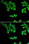 OXA1L Mitochondrial Inner Membrane Protein antibody, orb247351, Biorbyt, Immunofluorescence image 