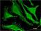Stonin-1 antibody, H00011037-M01, Novus Biologicals, Immunofluorescence image 