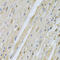 S-Phase Kinase Associated Protein 1 antibody, 14-468, ProSci, Immunohistochemistry paraffin image 