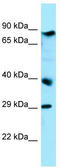 BRCA1 Associated ATM Activator 1 antibody, TA343238, Origene, Western Blot image 