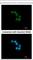 Syntaxin-binding protein 2 antibody, NBP1-33306, Novus Biologicals, Immunofluorescence image 