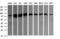 CD22 Molecule antibody, LS-C174778, Lifespan Biosciences, Western Blot image 