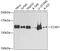 Cell Division Cycle And Apoptosis Regulator 1 antibody, 22-137, ProSci, Western Blot image 