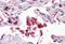 AIF1 antibody, MBS242148, MyBioSource, Immunohistochemistry frozen image 