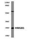 HMG1 antibody, AP06659PU-N, Origene, Western Blot image 