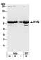 E2F Transcription Factor 4 antibody, A302-134A, Bethyl Labs, Western Blot image 