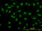 RB Binding Protein 4, Chromatin Remodeling Factor antibody, LS-B5526, Lifespan Biosciences, Immunofluorescence image 