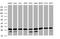 Proteasome Subunit Alpha 2 antibody, MA5-26144, Invitrogen Antibodies, Western Blot image 