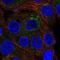 ICAp69 antibody, NBP2-56868, Novus Biologicals, Immunofluorescence image 