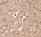Autophagy Related 12 antibody, AHP1891, Bio-Rad (formerly AbD Serotec) , Western Blot image 