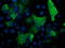 KAP1 antibody, TA502972, Origene, Immunofluorescence image 