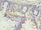 SETX antibody, orb356671, Biorbyt, Immunohistochemistry paraffin image 