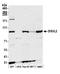 DIS3 Like 3'-5' Exoribonuclease 2 antibody, A305-859A-M, Bethyl Labs, Western Blot image 