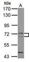 Phosphatidylinositol-binding clathrin assembly protein antibody, GTX119631, GeneTex, Western Blot image 