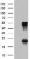 Methylcytosine dioxygenase TET3 antibody, CF803973, Origene, Western Blot image 