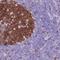 Kinetochore protein Spc25 antibody, HPA047144, Atlas Antibodies, Immunohistochemistry frozen image 