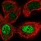Zinc Finger Protein 426 antibody, HPA029342, Atlas Antibodies, Immunofluorescence image 