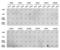 Histone Cluster 4 H4 antibody, LS-C335310, Lifespan Biosciences, Dot Blot image 