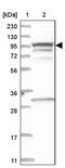 Scavenger Receptor Class F Member 2 antibody, PA5-57146, Invitrogen Antibodies, Western Blot image 