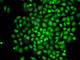 CCCTC-Binding Factor Like antibody, A6149, ABclonal Technology, Immunofluorescence image 