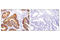 Olfactomedin 4 antibody, 14369T, Cell Signaling Technology, Immunohistochemistry paraffin image 