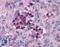 Interferon regulatory factor 7 antibody, LS-B1372, Lifespan Biosciences, Immunohistochemistry frozen image 
