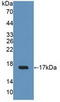 Uroplakin 2 antibody, LS-C374848, Lifespan Biosciences, Western Blot image 