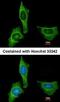 Coagulation Factor X antibody, orb74114, Biorbyt, Immunofluorescence image 