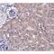 Ubiquilin-4 antibody, LS-C108556, Lifespan Biosciences, Immunohistochemistry frozen image 