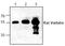 PBEF antibody, TA319133, Origene, Western Blot image 
