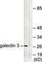 Mitogen-Activated Protein Kinase 4 antibody, orb314385, Biorbyt, Western Blot image 
