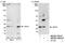 Origin Recognition Complex Subunit 6 antibody, NB100-74620, Novus Biologicals, Western Blot image 