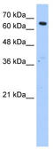 Fatty Acyl-CoA Reductase 1 antibody, TA339603, Origene, Western Blot image 