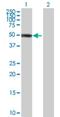 Zinc Finger And BTB Domain Containing 12 antibody, H00221527-B01P, Novus Biologicals, Western Blot image 