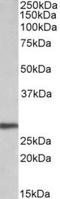 Artemin antibody, TA311280, Origene, Western Blot image 