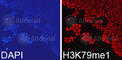Histone H3.1t antibody, A2367, ABclonal Technology, Immunofluorescence image 